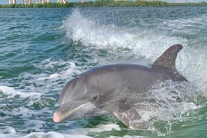 Dolphin Tours - Fort Myers Beach / Naples - Photo 1 of 20